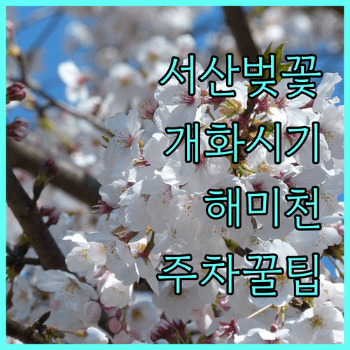 서산 벚꽃 축제 개화 시기 및 해미천 주차 꿀팁 안내